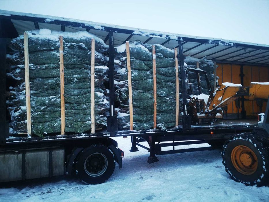 ***JODŁA KAUKASKA *** ŚWIERK*** jodła w doniczce