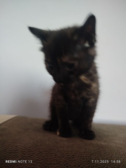 Małe kotki do adopcji