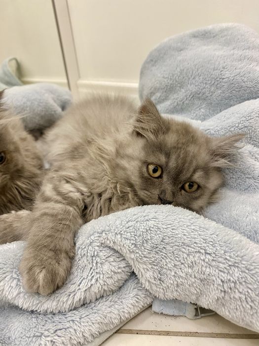 Британский котенок британський