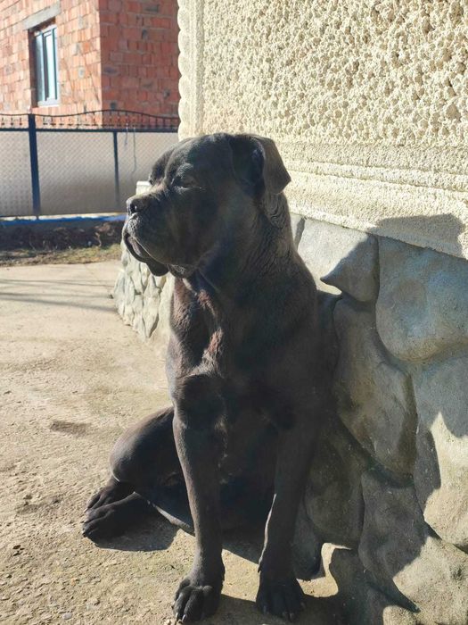 Продається Кане Корсо