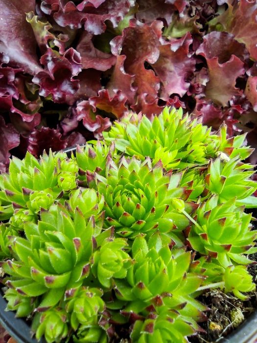 Suculentas . Sempervivum