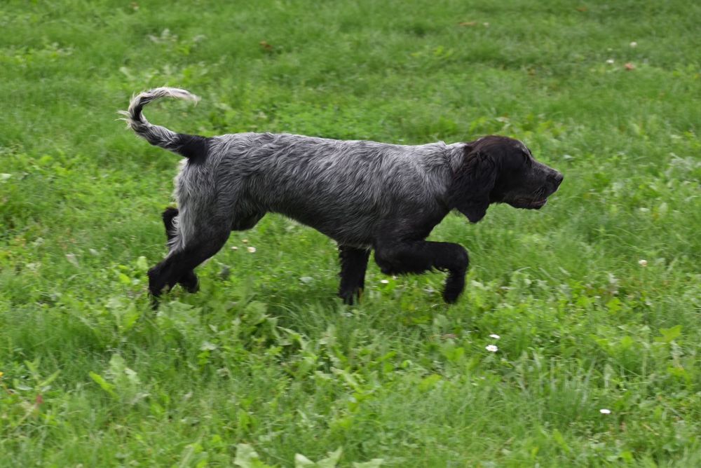 Niebieski spaniel pikardyjski FCl (wyżeł,płochacz)