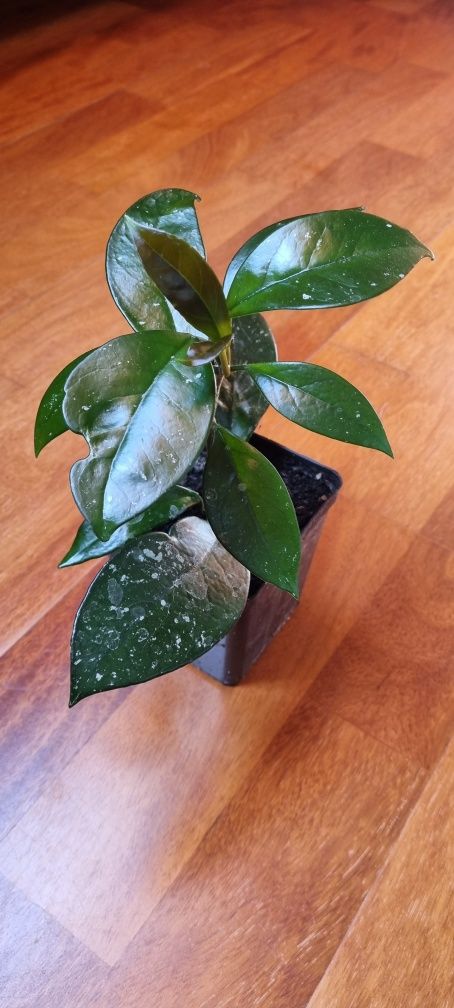 Hoya carnosa -  Hoja Różowa roślina w doniczce P-9