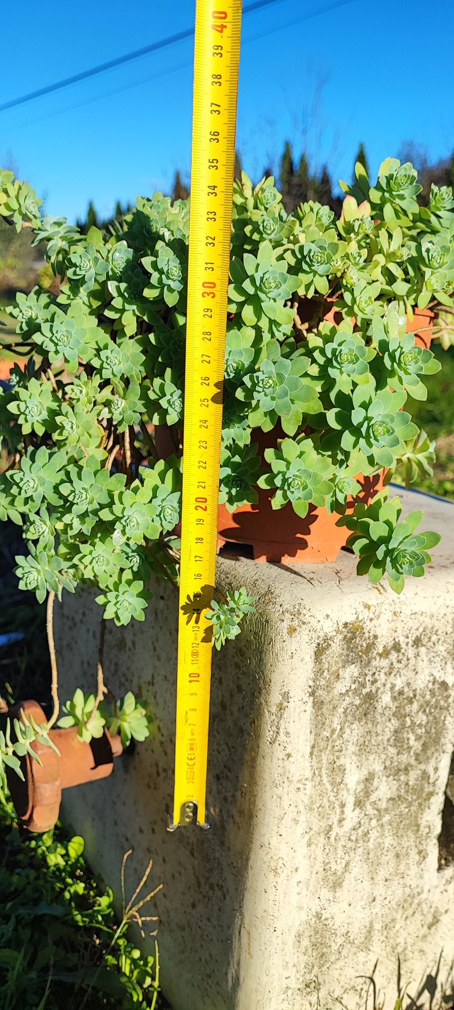 Planta suculenta