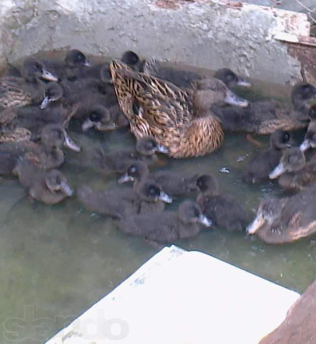 Підсадна качка крижень кряква Семенівська (живі качки, не манки)