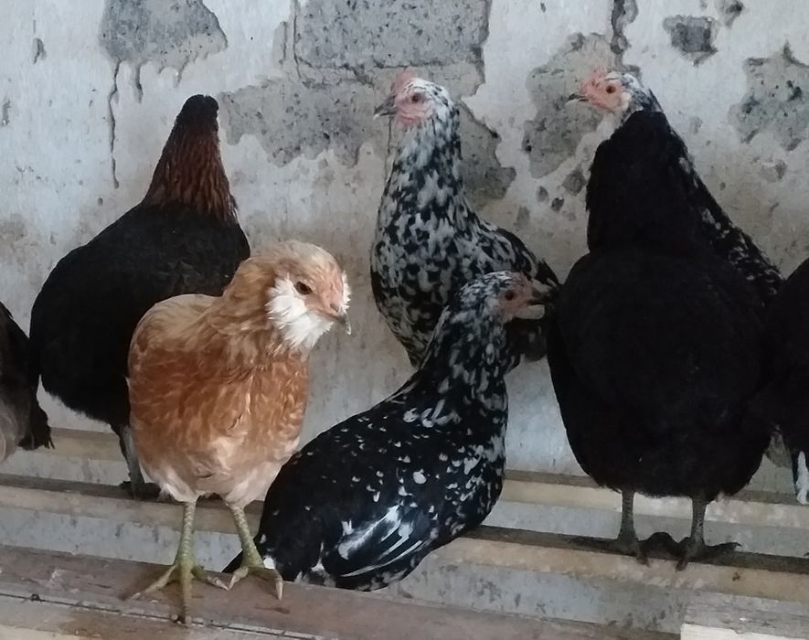 Kury arakuana araukana