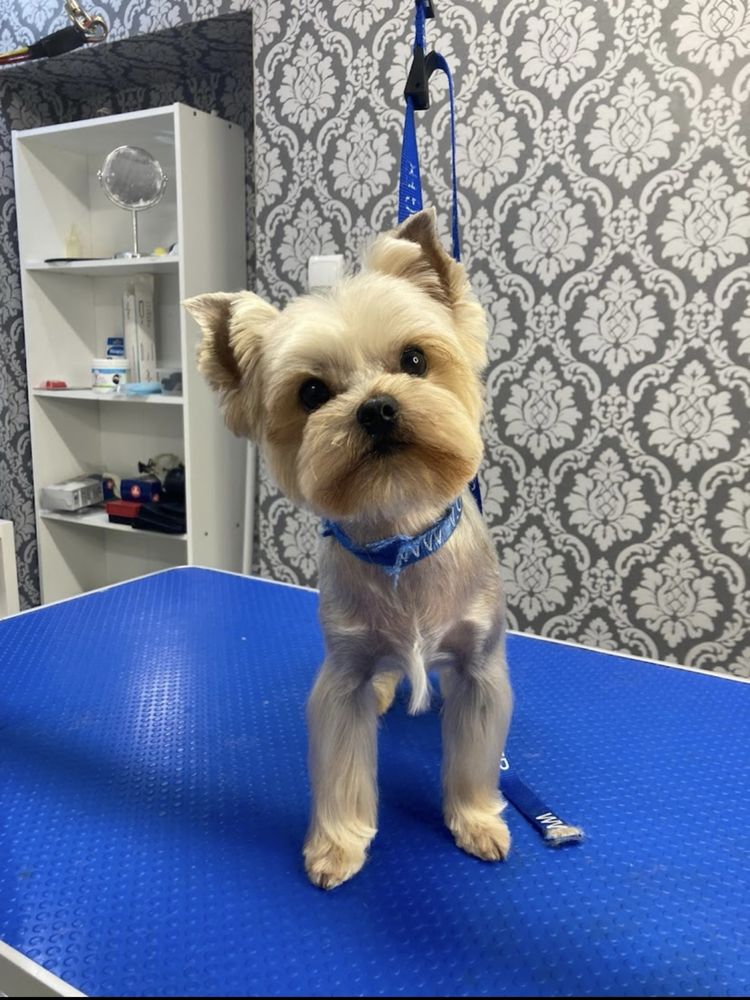 Kurs groomerski  warsztaty/szkolenia groomerskie/ groomer/psi fryzjer