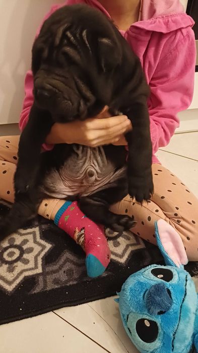 Shar Pei z rodowodem