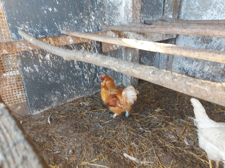 Kogut silki sprzedam