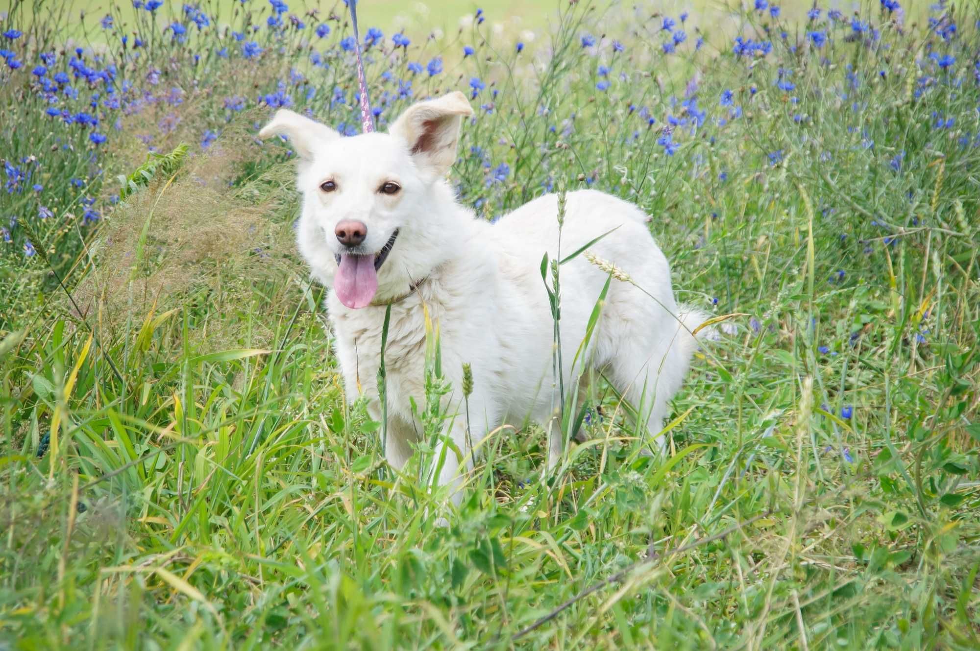 Enter- psiak w typie białego corgi do odpowiedzialnej adopcji.