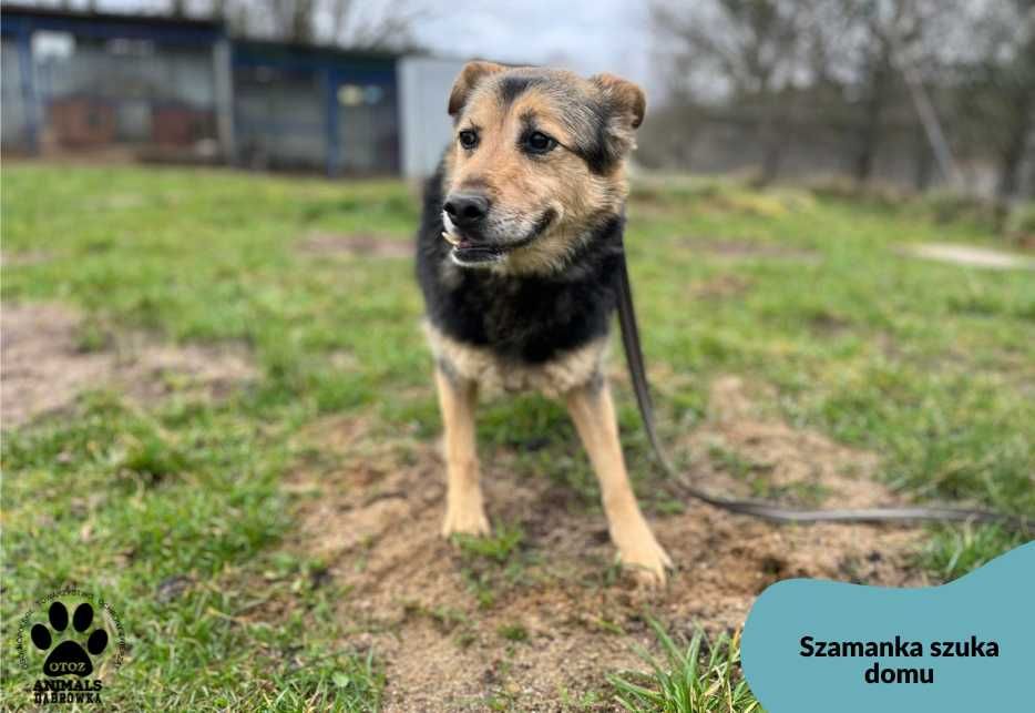 Szamanka szuka domu.