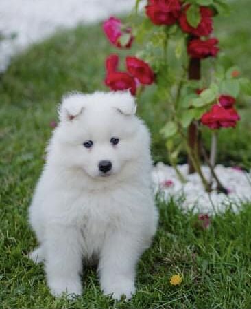 Samoyed Biały Szczeniaczek