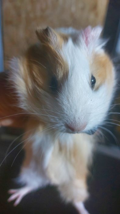 Морські свинки малята