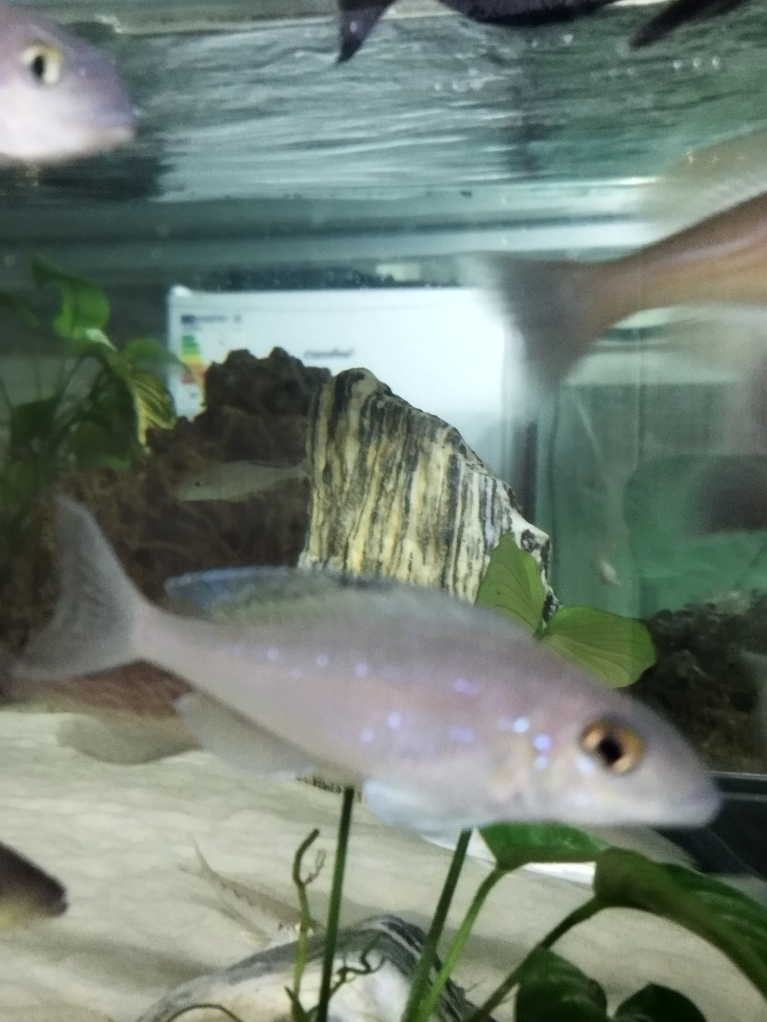 Xenotilapia spilopterus sibwesa dorosłe wf tanganika