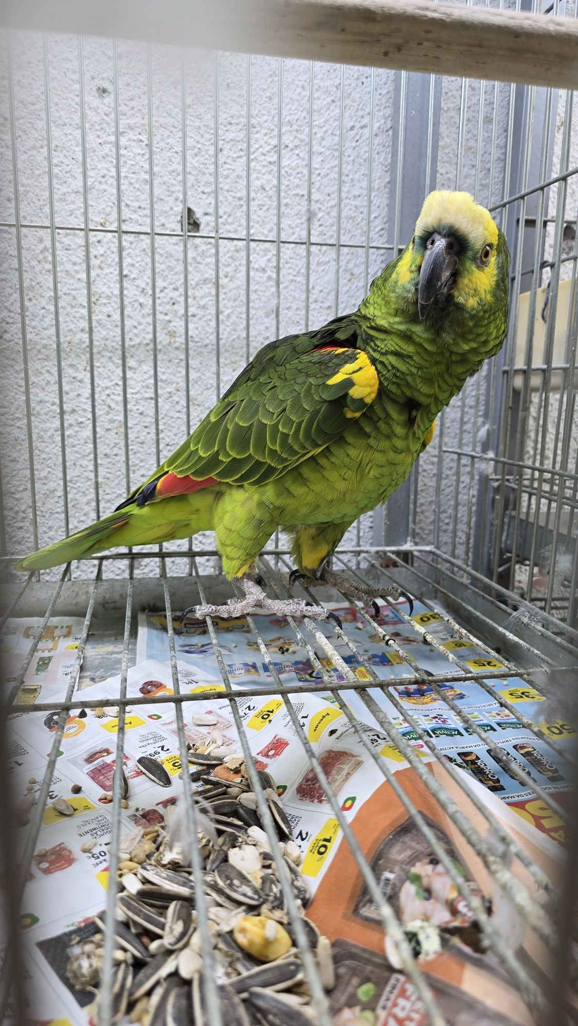 Papagaio muito bonito