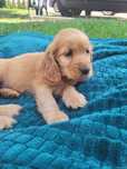 Samiec Cocker Spaniel biszkoptowy