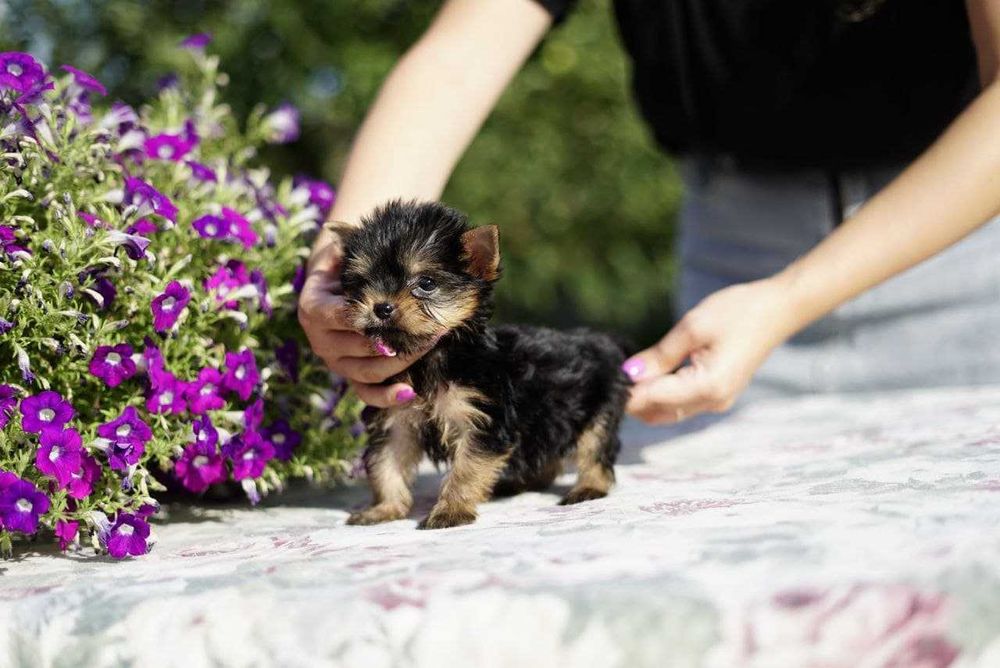 Хлопчики та дівчатка йорки