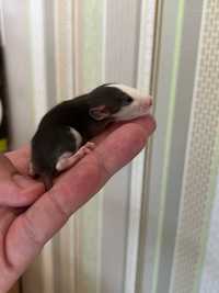 Маленькі пацючки | Все для домашніх тварин