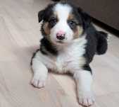 Border Collie piesek samiec przebadani rodzice do odbioru