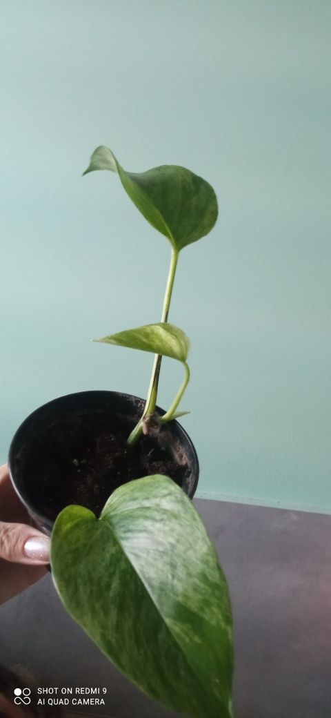 Epipremnum Marble Queen