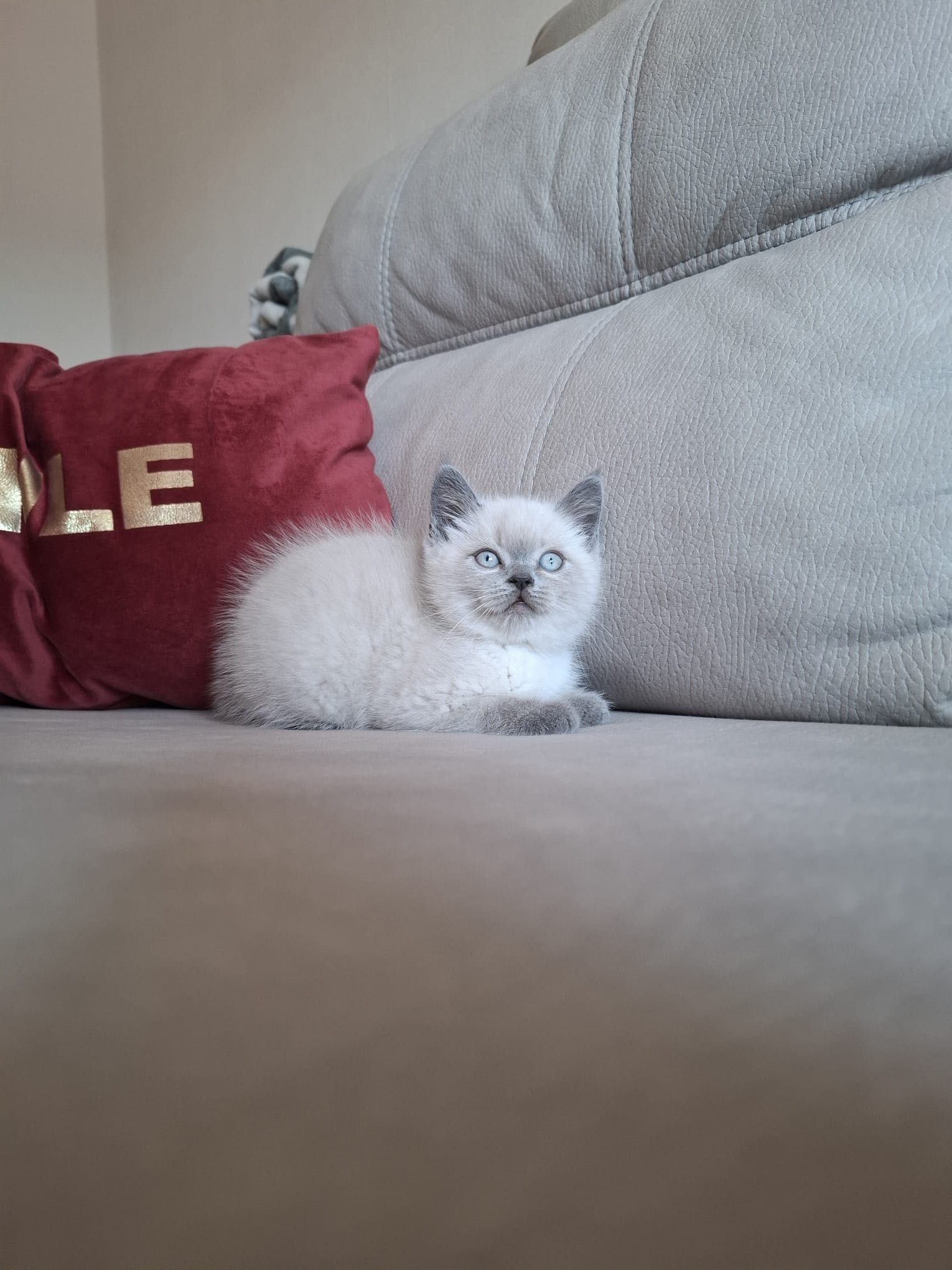 Gatinho  Scottish Straight