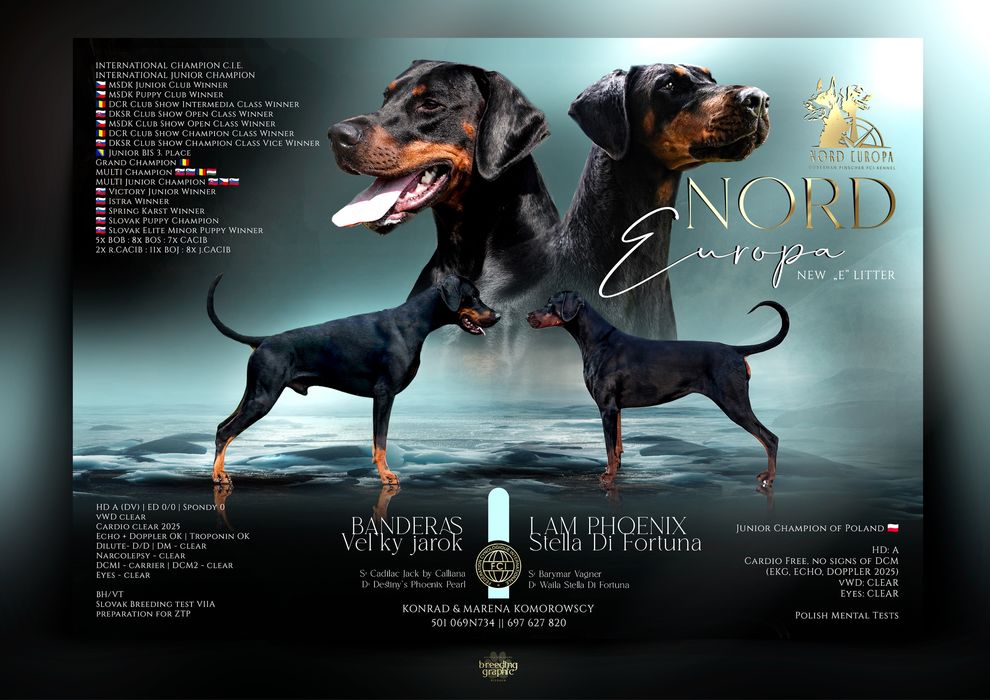Doberman FCI/ZKwP