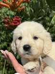 Szczenie Golden Retriever gotowa do odbioru  dziewczynka