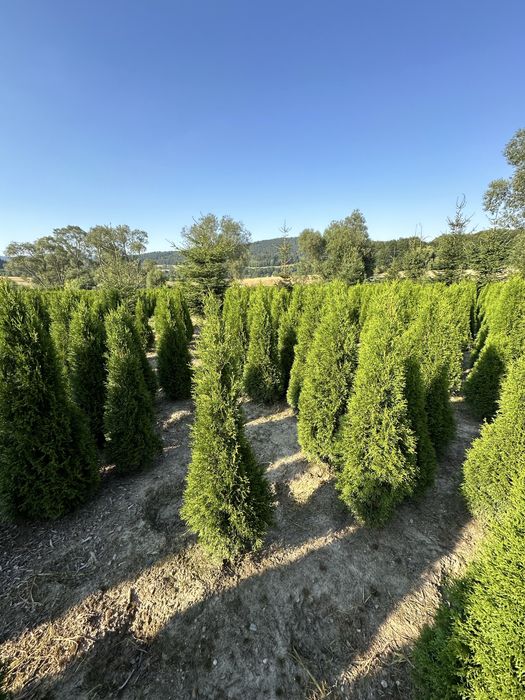 Tuja szmaragd sadzenie ogrodzenie transport żywopłot