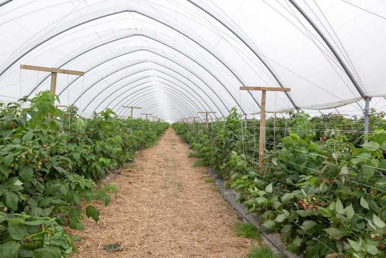 Maliny deserowe letnie jesienne powtarzające  /wysyłka /