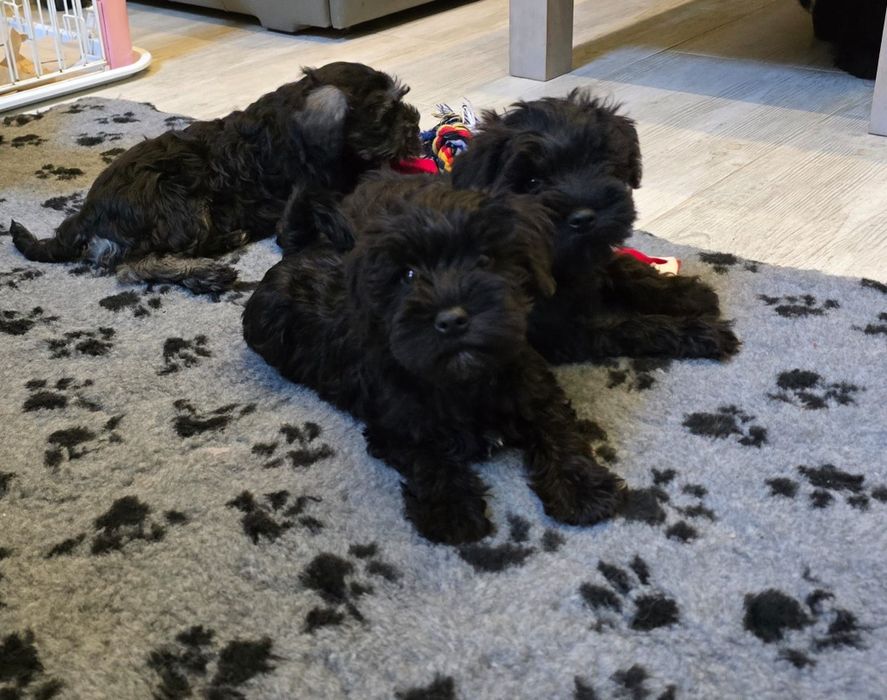 Sznaucer Miniaturowy