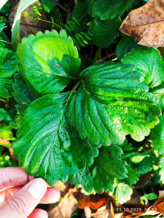 Truskawki truskawka sadzonki Rumba sadzonka ostatnie sztuki