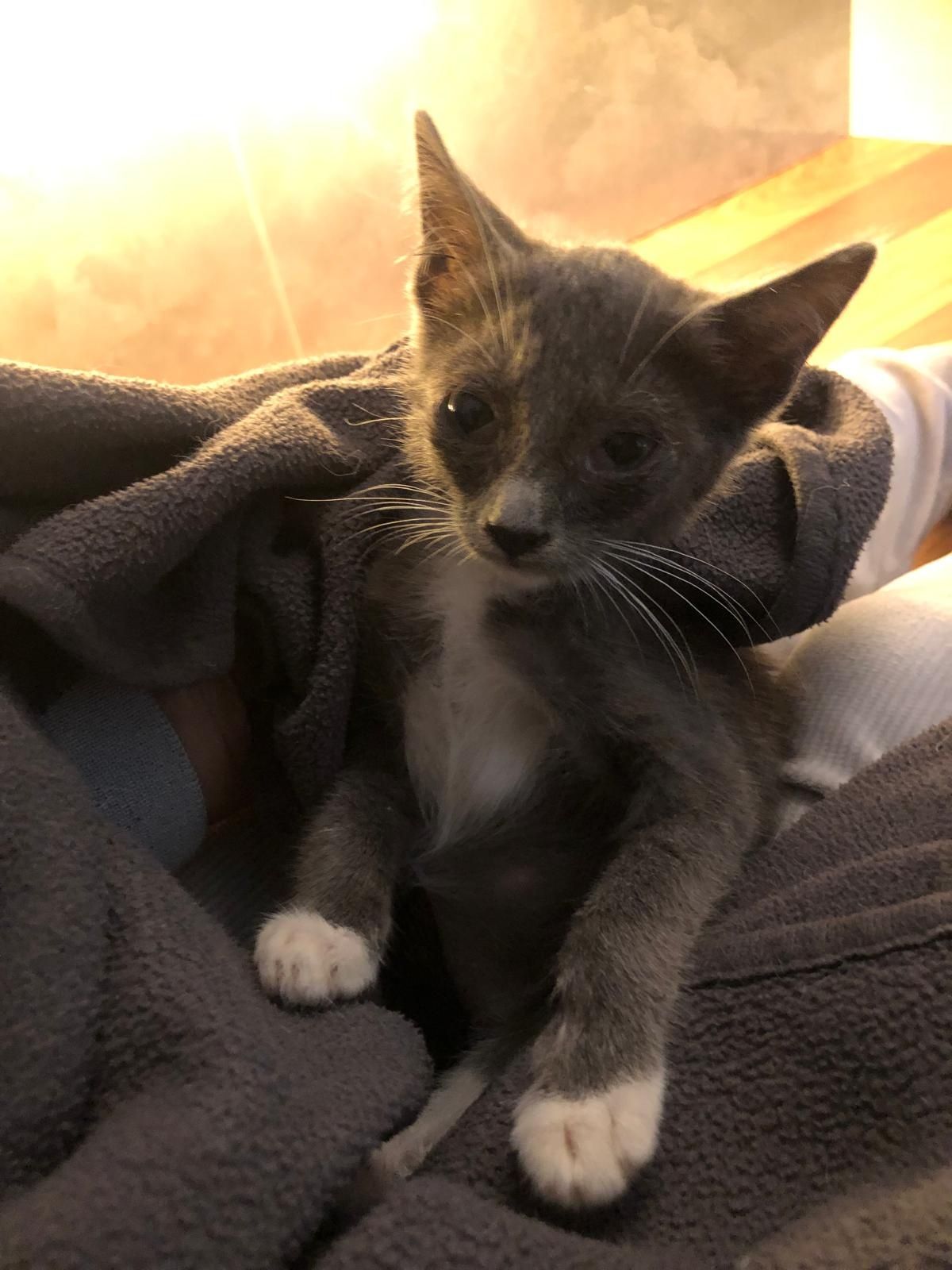 Gatinho 2meses cinza muito meigo