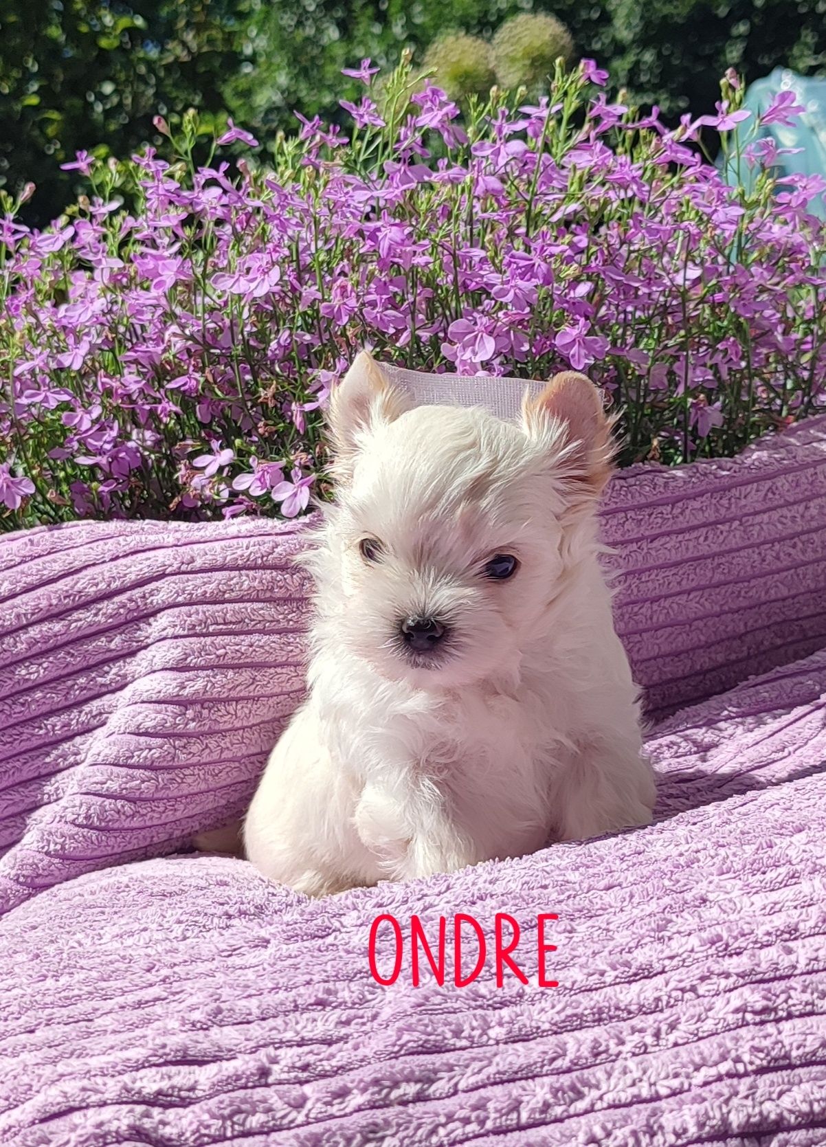 Golddust Yorkshire Terrier, mini York