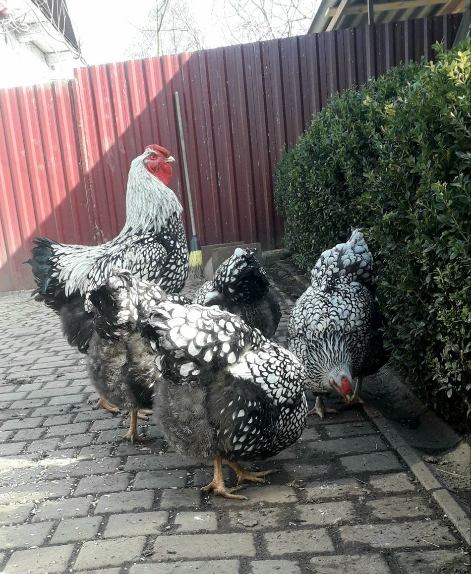 Продам яйця курей віандот