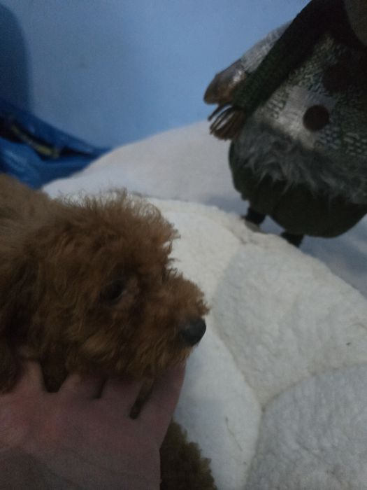 Sprzedam pieski Red toy