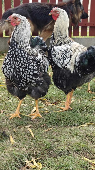 Wyandotte Srebrnołuskowana kogut