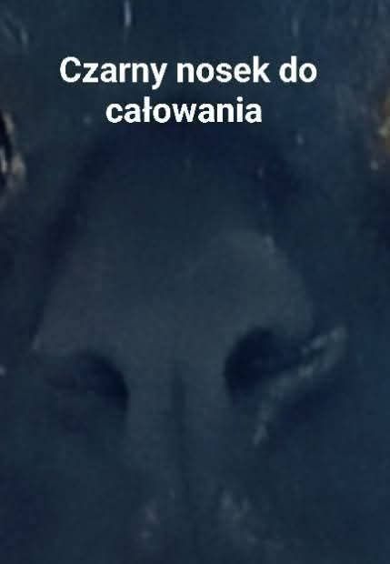 Czarny kotek kocurek