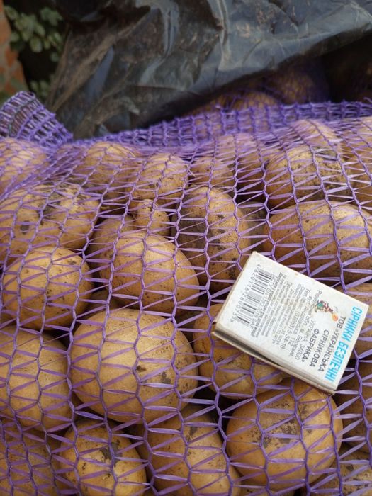 Арізона насіннєва картопля