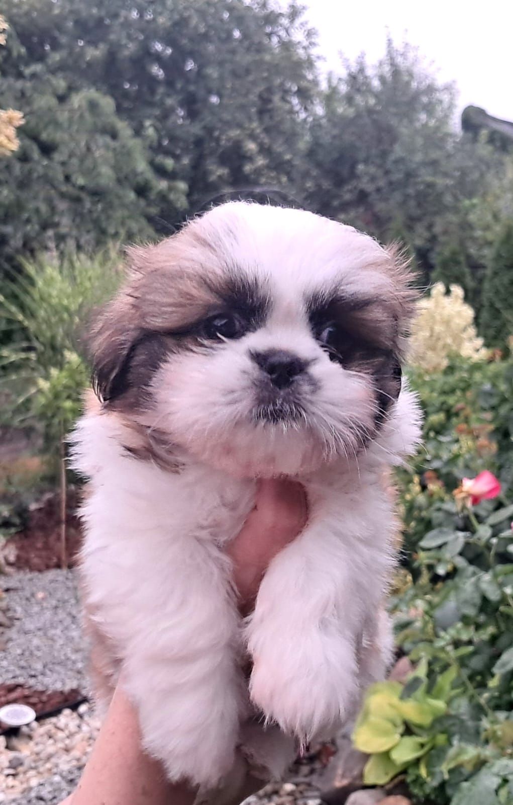 Śliczna Suczka  Shih tzu