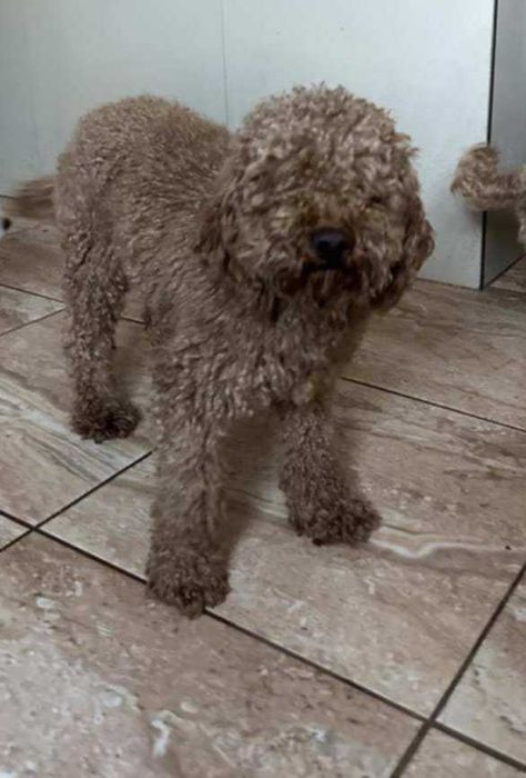 Szczeniaczek Maltipoo
