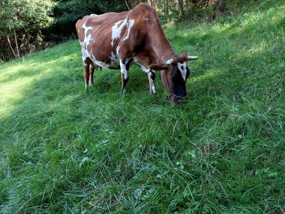 Krowa mleczna zacielona