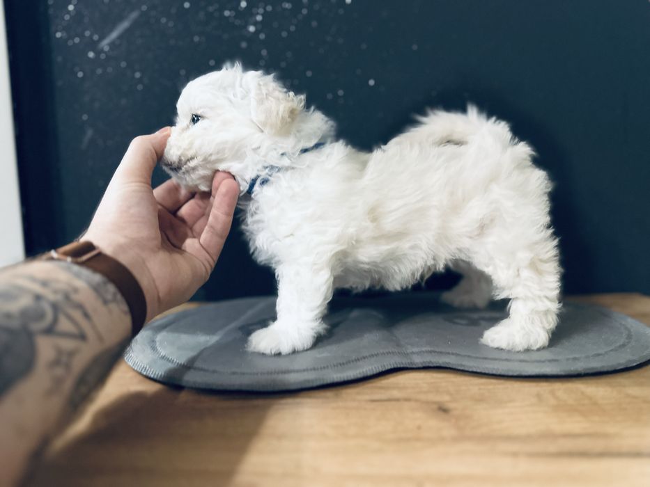 Bichon Frise szczenięta FCI – rezerwacje otwarte