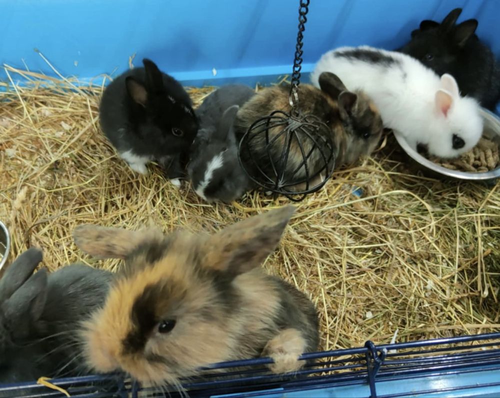 Króliki miniaturki