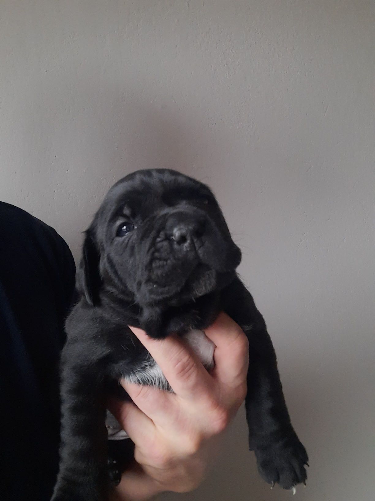 Cane Corso psy obronne
