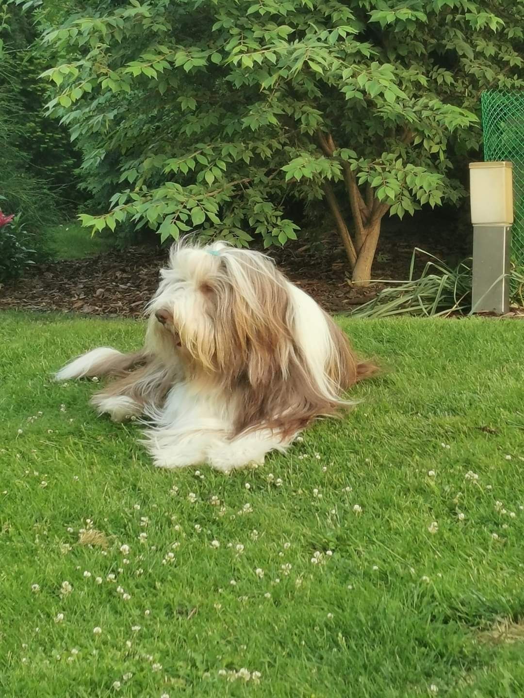 Bearded Collie FCI Zapraszam do rezerwacji kolejnego miotu .