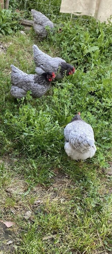 Ovos Biológicos c/ Fotos a Comprovar