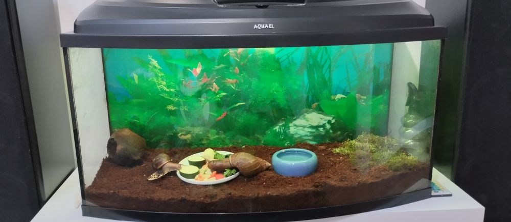 Sprzedam ślimaki afrykańskie z terrarium