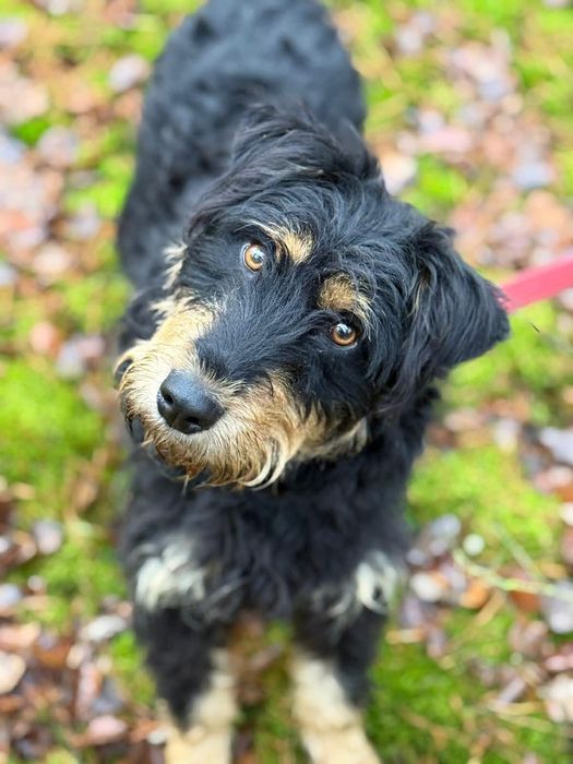 Kochany Łesetrn szuka domu!