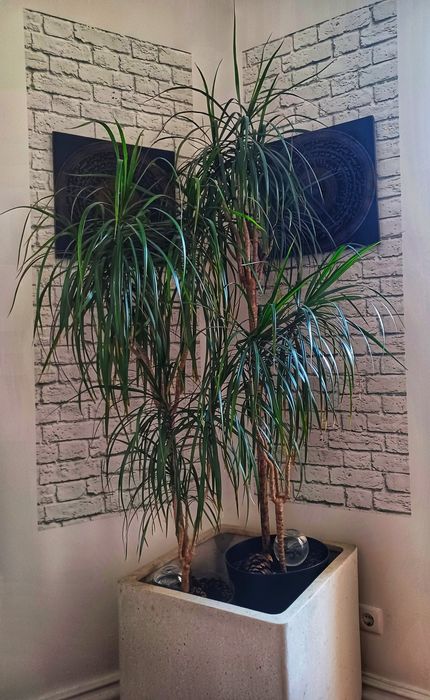 Dracaena Marginata 180cm