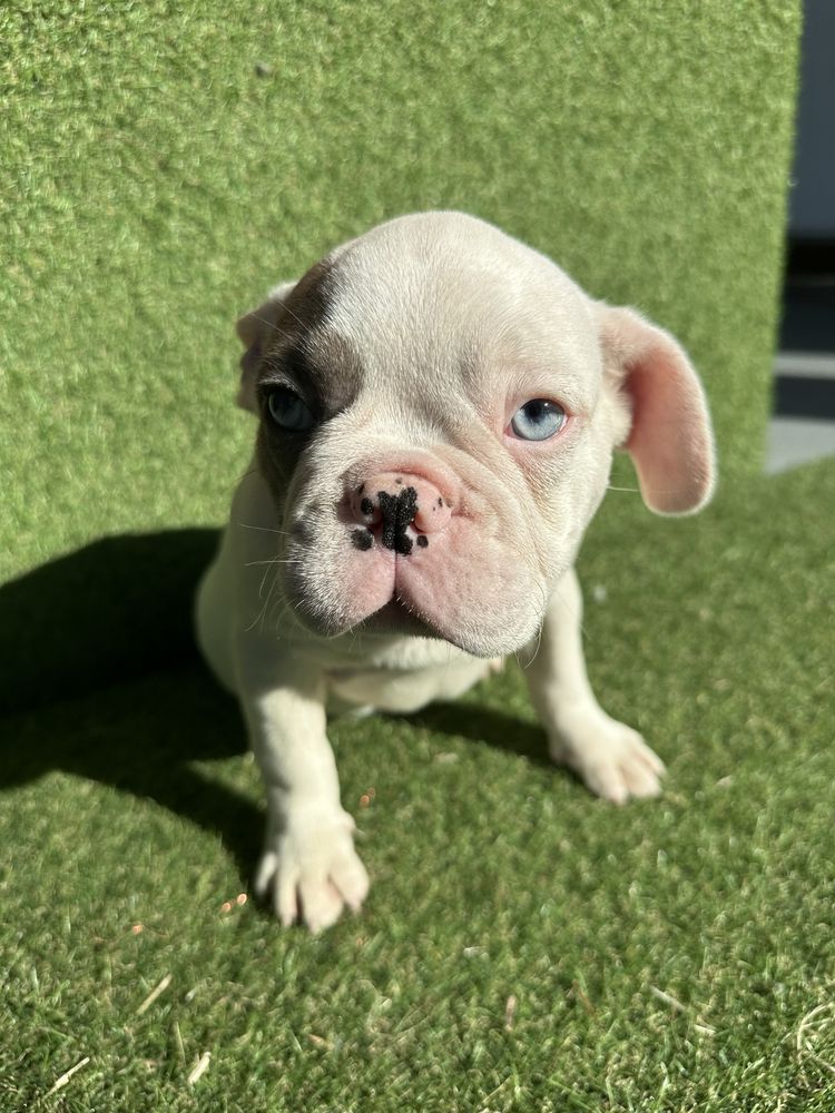 Bulldog Francês Pied Merle Macho